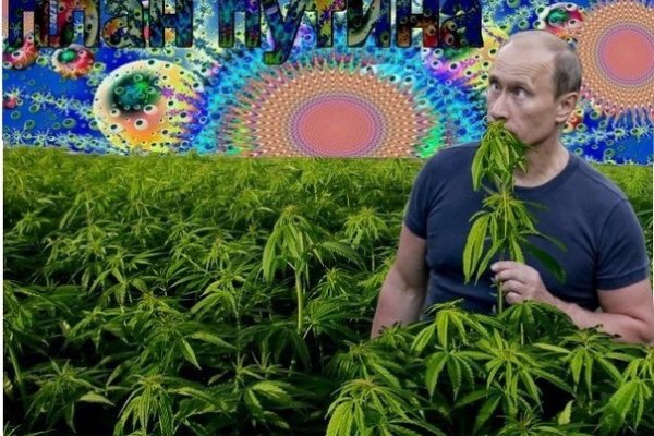 Кракен как проверить зеркало