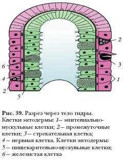 Даркнет заказ