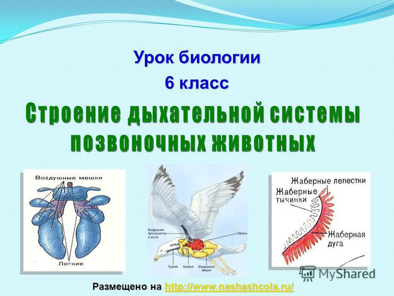 Кракен маркет даркнет speed up